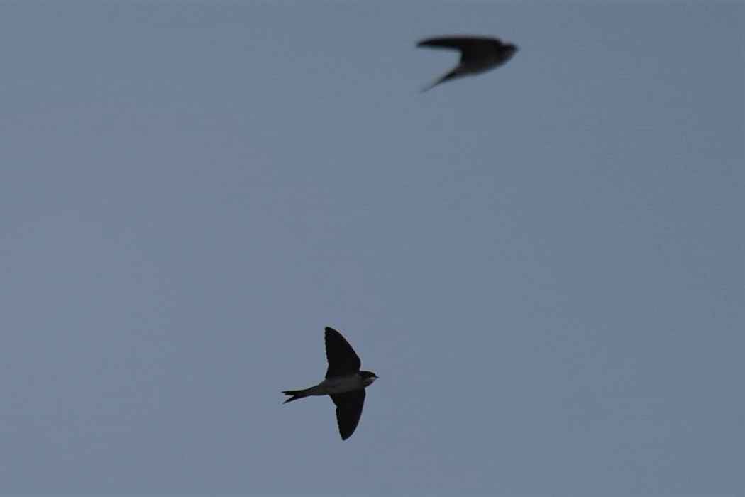 Common House-Martin